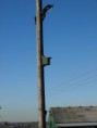 /album/my-local-birding-gallery/this-nest-box-was-occupied-within-seven-days-of-being-erected-jpg/